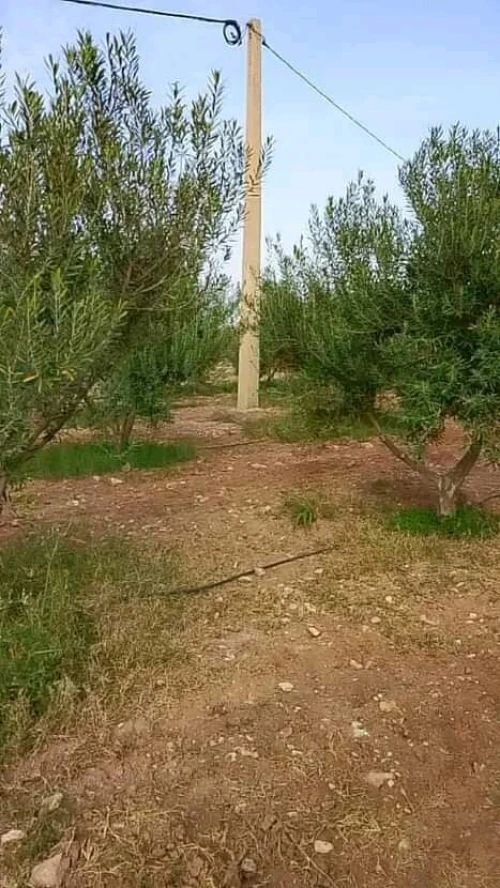 Vente Terrain Agricole Djelfa Benhar