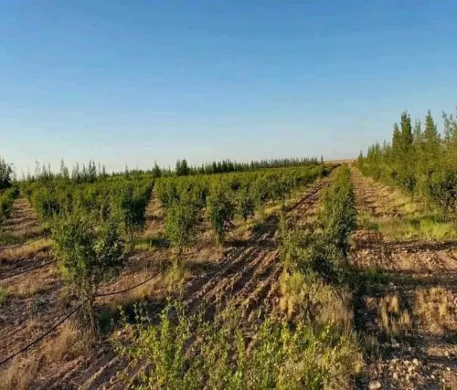 Vente Terrain Agricole Djelfa Ain oussara
