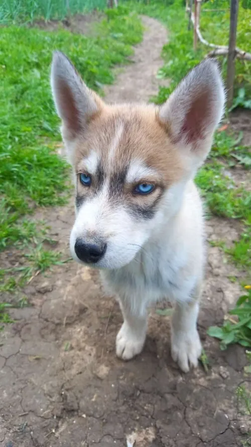 huskyrace sibérien