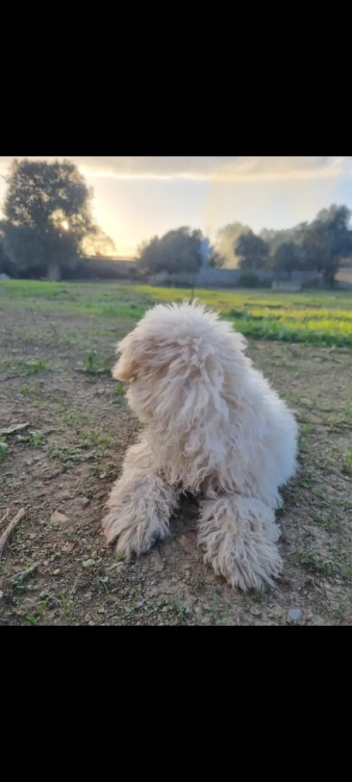 Une Petite belle Caniche (bichons)