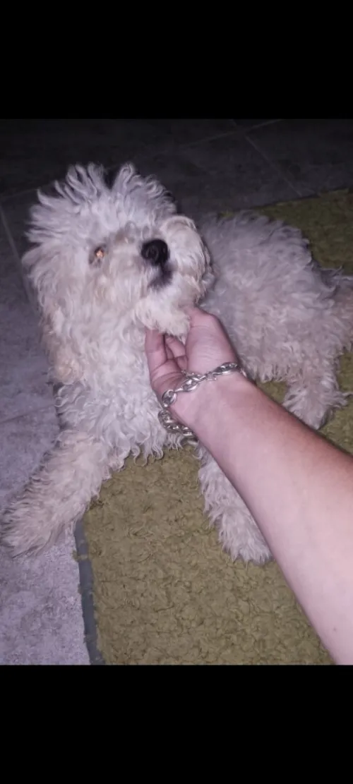 Une Petite belle Caniche (bichons)