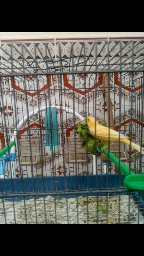 canari ordinaire 
