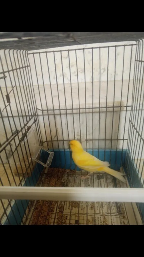 canari ordinaire 