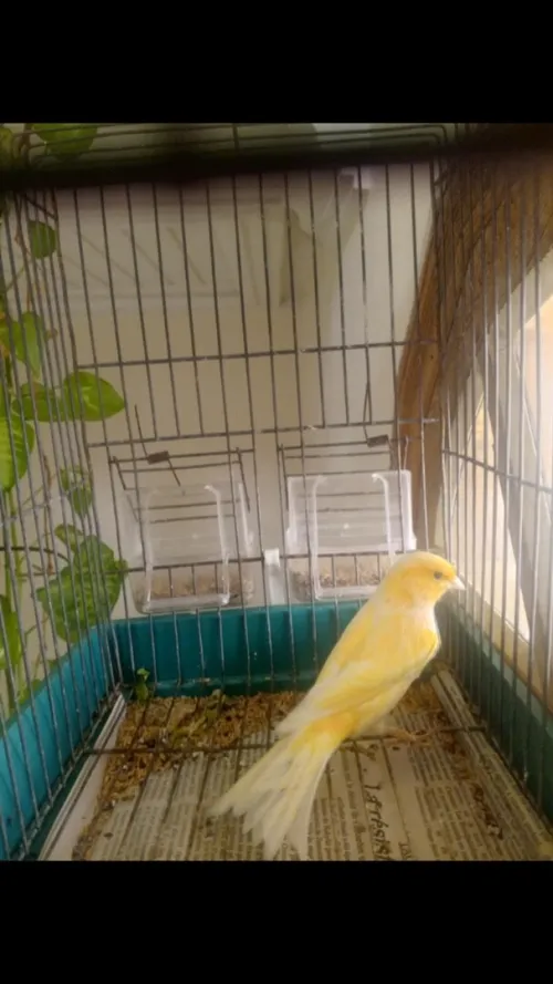 canari ordinaire 