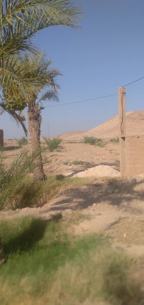 Vente Terrain Agricole Biskra El hadjeb