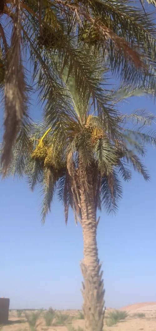 Vente Terrain Agricole Biskra El hadjeb