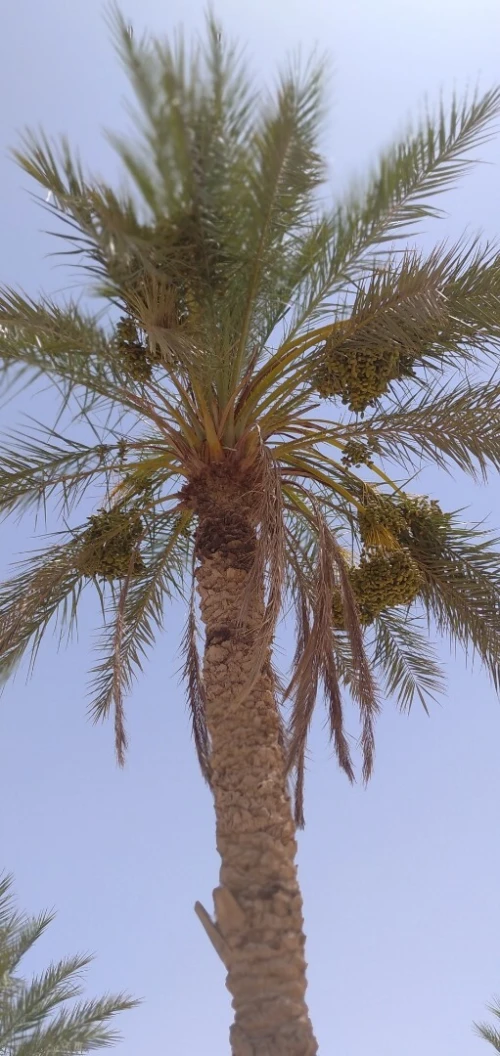 Vente Terrain Agricole Biskra El hadjeb