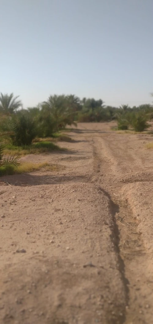 Vente Terrain Agricole Biskra El hadjeb