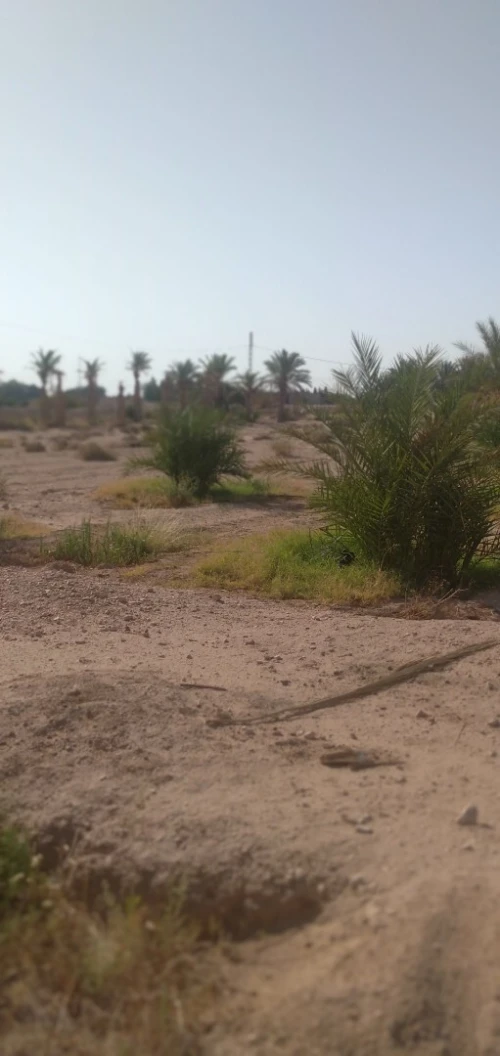 Vente Terrain Agricole Biskra El hadjeb