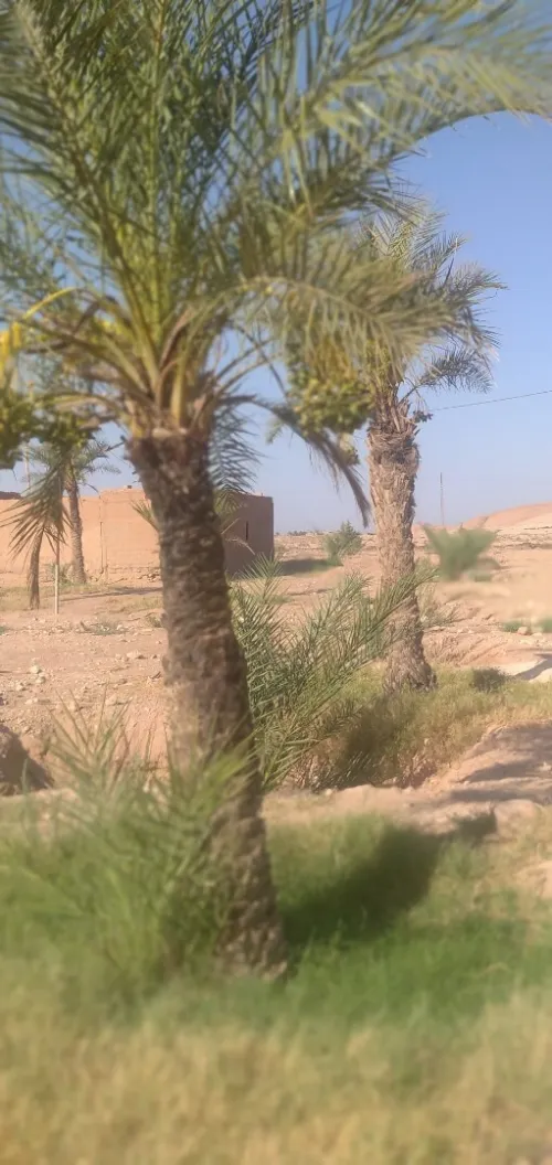 Vente Terrain Agricole Biskra El hadjeb
