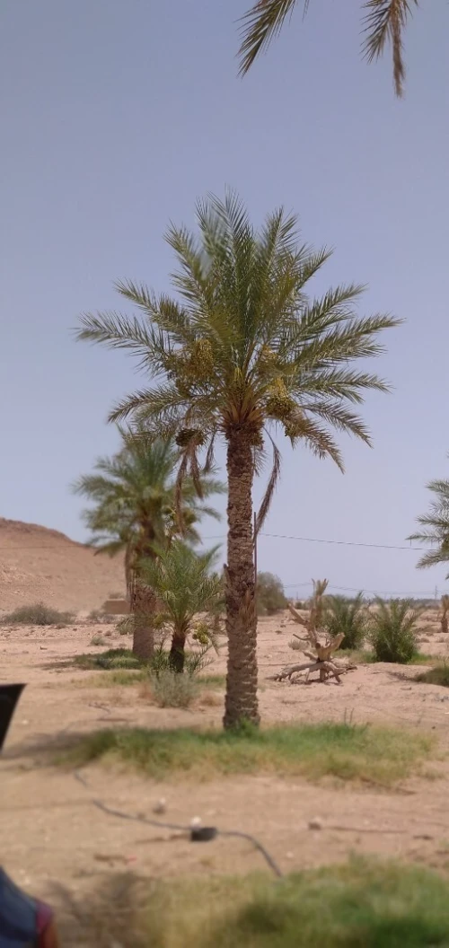 Vente Terrain Agricole Biskra El hadjeb