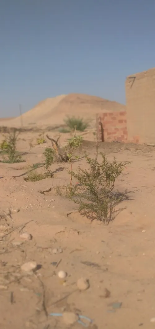 Vente Terrain Agricole Biskra El hadjeb