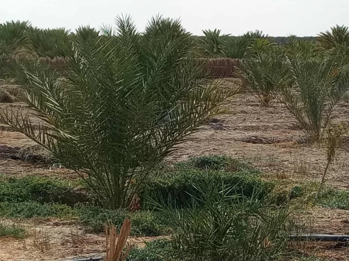 Vente Terrain Agricole Biskra Lioua