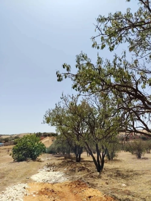 Vente Terrain Relizane El guettar