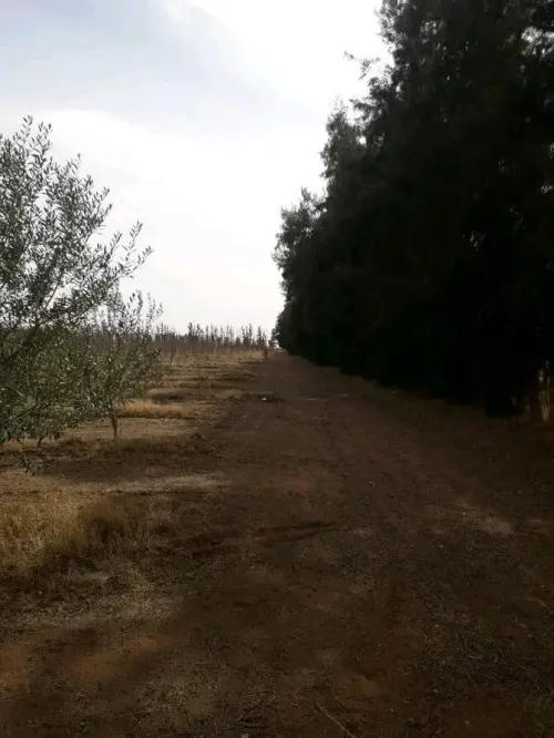 Vente Terrain Agricole Djelfa Ain oussara