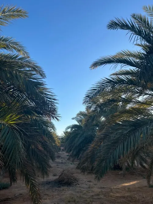 Cherche achat Terrain Agricole Ouargla Ain beida