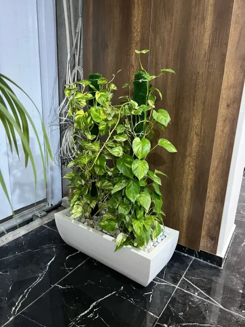 Des luxueux pots de haute qualité 