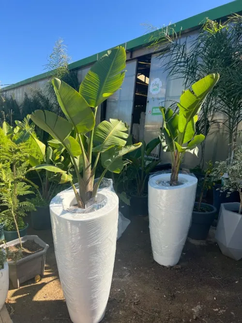 Des luxueux pots de haute qualité 