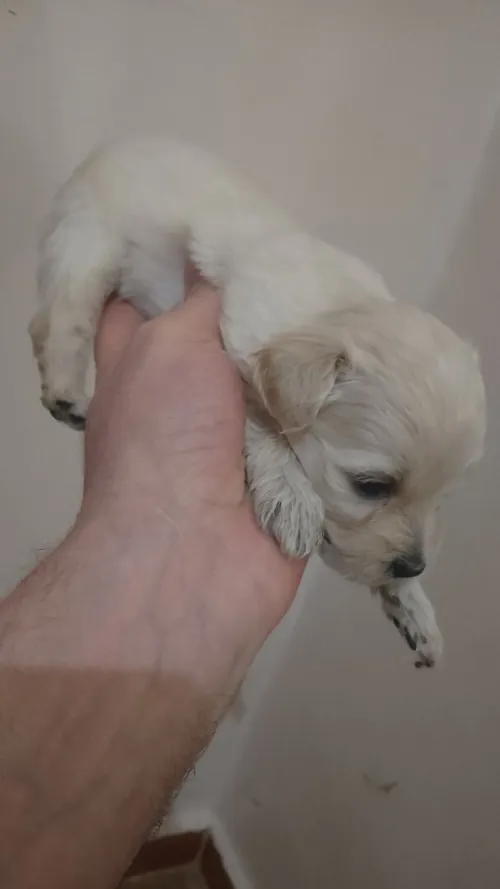 Chien bichon maltais