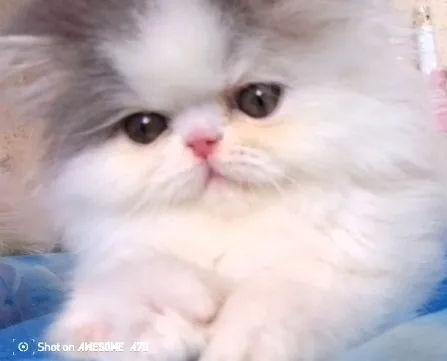 Chat van pure race