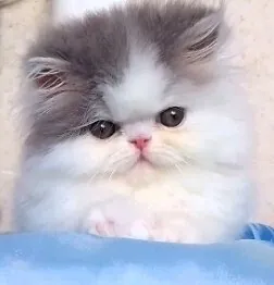 Chat van pure race