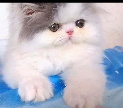 Chat van pure race