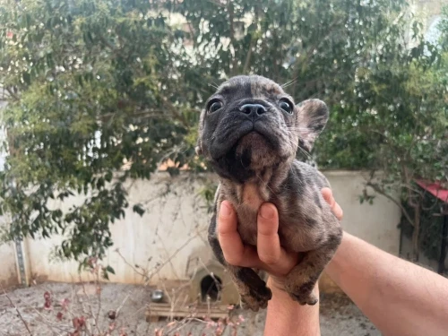 Bulldog français 