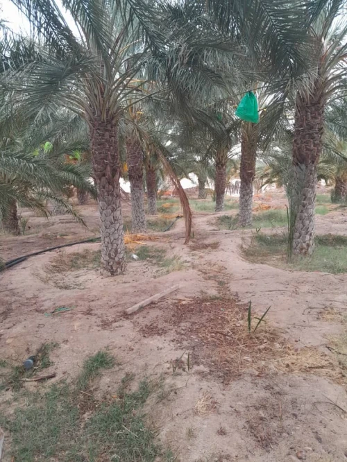 Vente Terrain Agricole Biskra Lichana