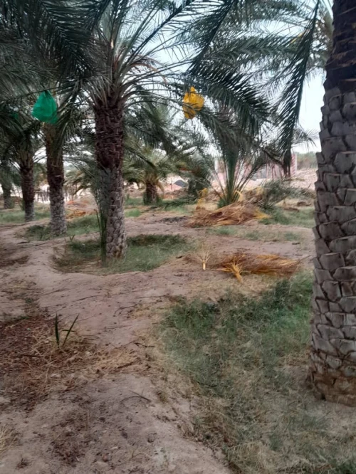 Vente Terrain Agricole Biskra Lichana