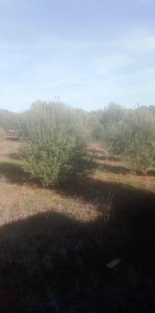 Vente Terrain Béjaïa Tazmaltdaira