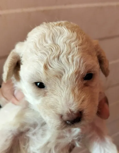 Petit chiots caniche