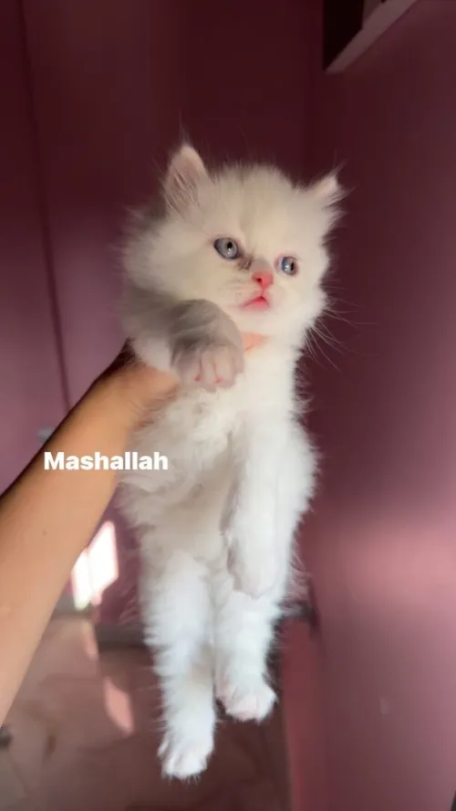 Chat persan pure race 