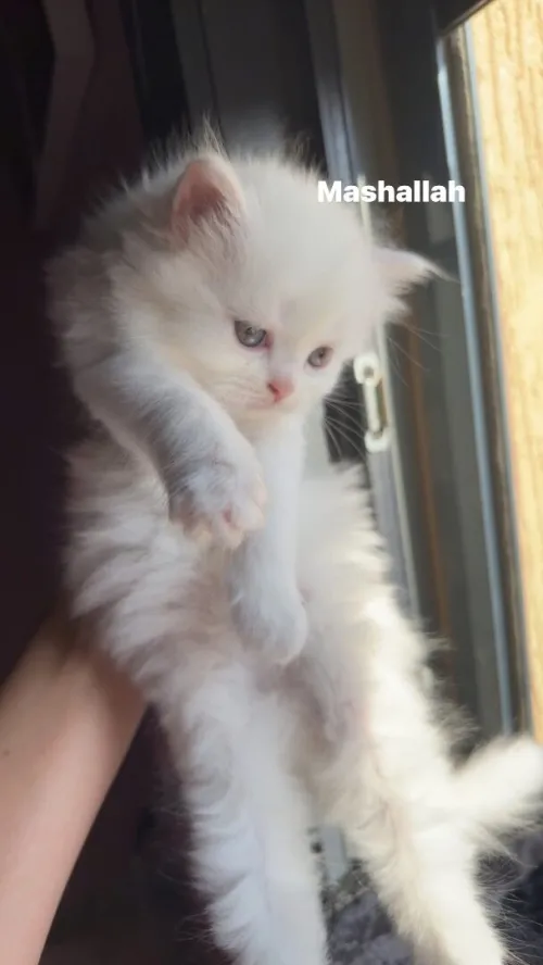Chat persan pure race 