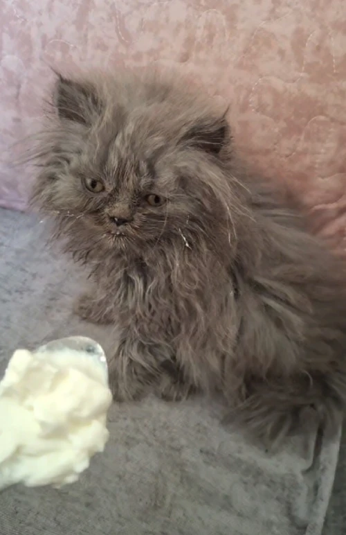 Chat british longhair femelle 