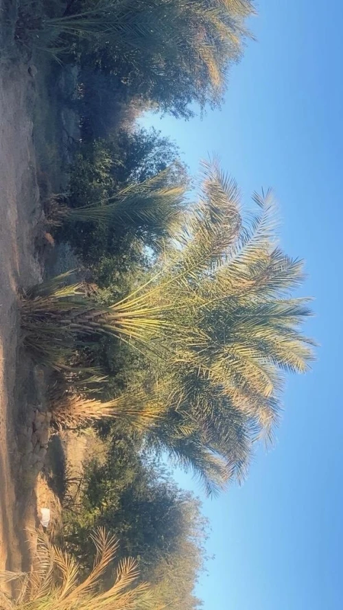 Vente Terrain Agricole Laghouat Laghouat