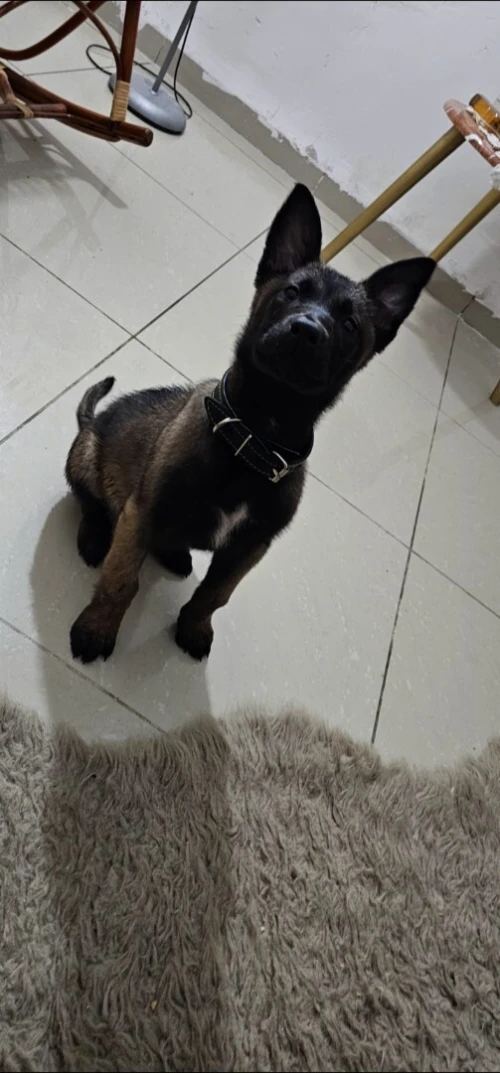 Malinoi masque noir