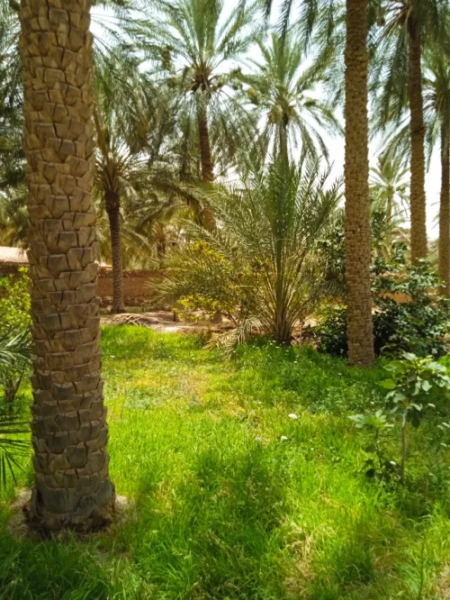 Vente bien immobilier Biskra Tolga