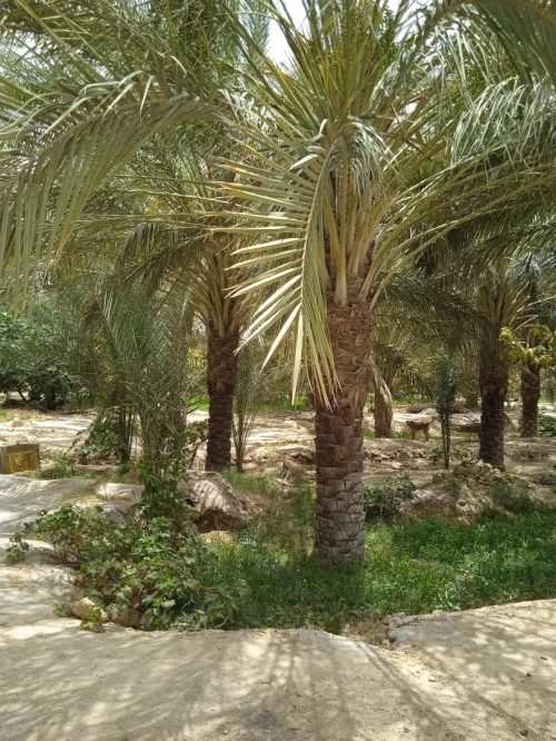 Vente bien immobilier Biskra Tolga