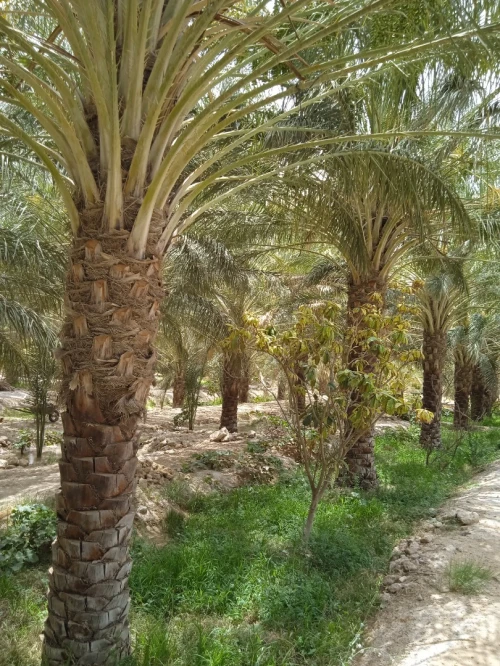 Vente bien immobilier Biskra Tolga