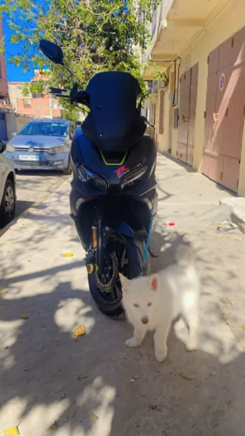 Vms V-max 2023