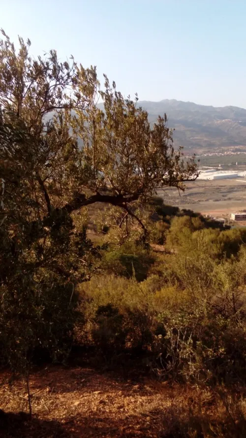 Vente Terrain Béjaïa Akbou