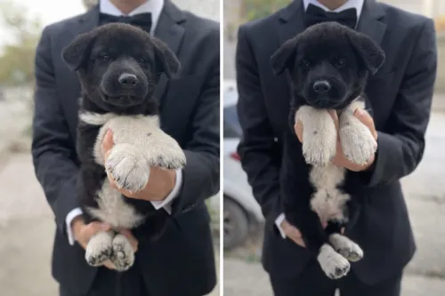 Akita américain 2mois