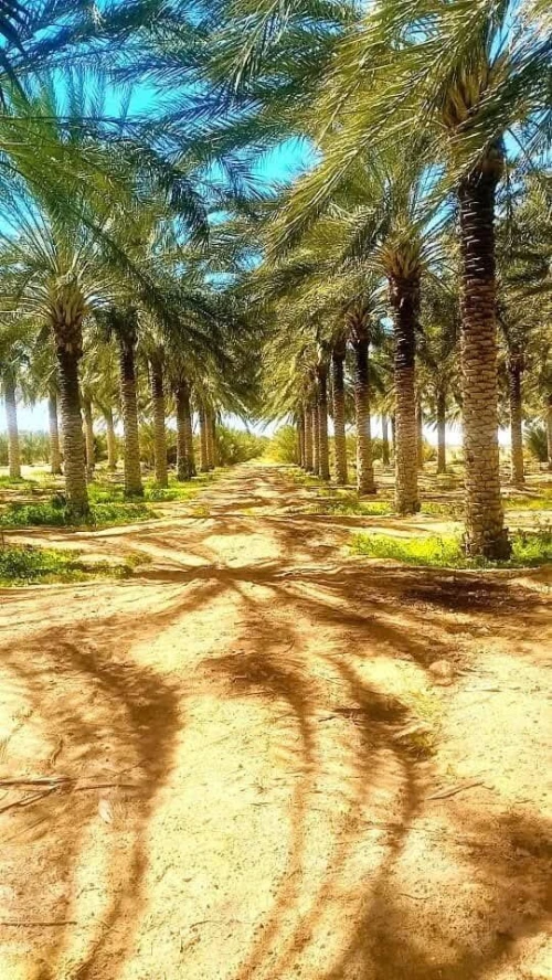 Vente Terrain Biskra Lioua
