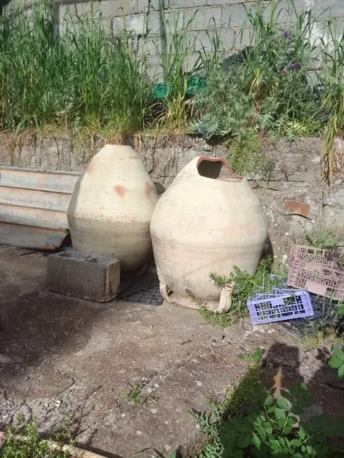 Sylo a grains kabyle ACHVAYLI