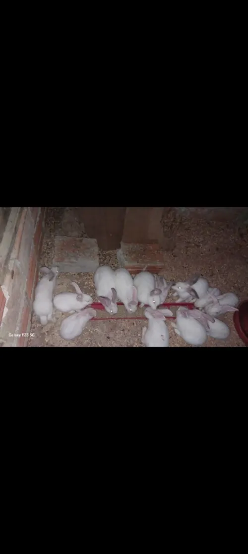 Lapin blanc en très bon état 