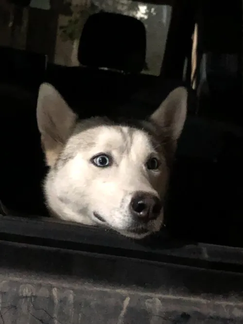 Husky syberien femelle