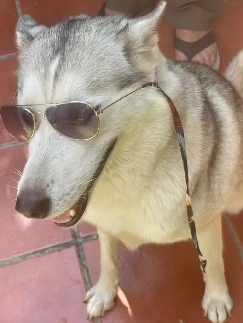 Husky syberien femelle