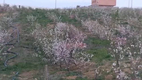 Vente Terrain Agricole Bouira El hachimia