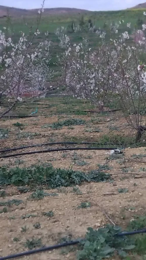 Vente Terrain Agricole Bouira El hachimia