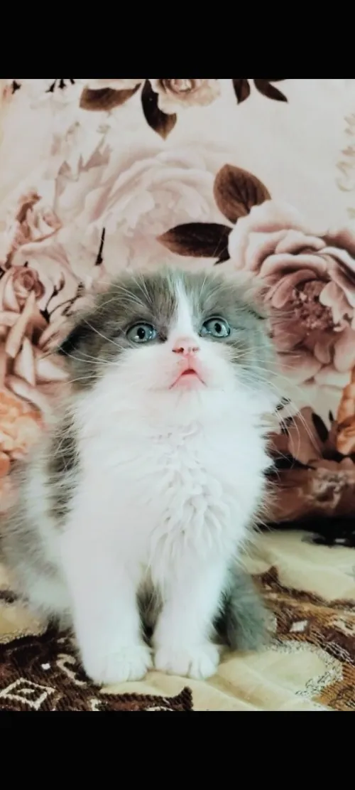 Chat Scottish Persan